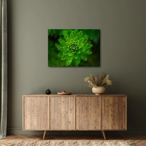 Tűlevelű képé (70x50 cm)