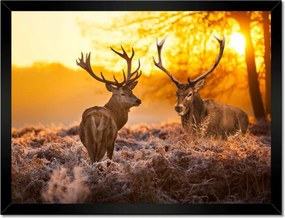 Poszterek keretben 40x30 Szarvasok a reggelben