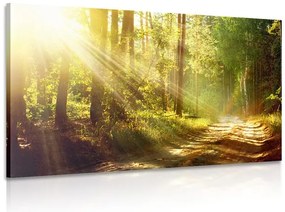 Kép napsugár erdőben