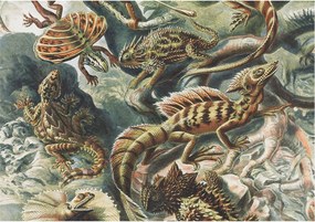 Fotótapéta Fali tapéta Hálószoba Nappali Egzotikus hüllők 208x146 Ragasztó