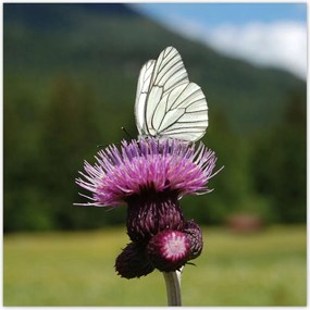 Poszterek 70x70 Fehér káposzta