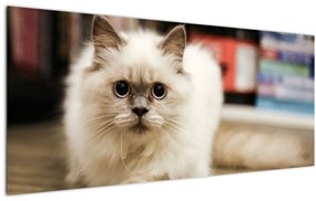 Fehér macska képe (120x50 cm)