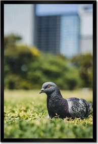 Poszterek keretben 40x60 Madarak