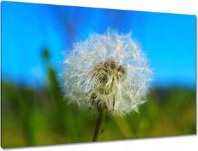 Vászonkép 120x80 Pitypang Virág Virágok