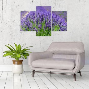 Kép - levandula (90x60 cm)