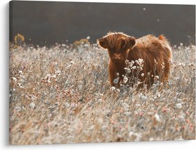 Kép - Skót tehén a virágban (70x50 cm)