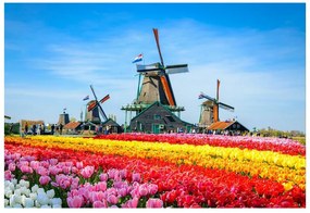 Fotótapéta tulipán szélmalmok 104x70 cm