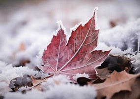 Poszter 84,1x59,4cm Levél az ősz végén