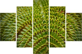 Kép - Fern (150x105 cm)