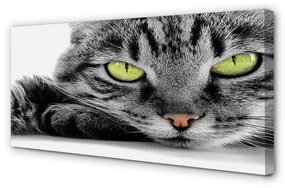 Canvas képek Szürke-fekete macska 100x50 cm