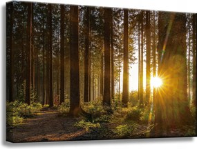 Vászonkép Naplemente Erdő Fák Természet 60x40 cm