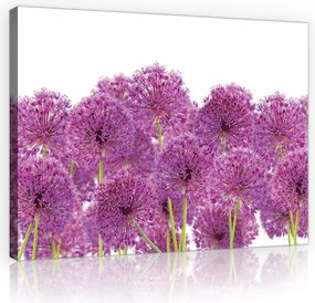 Vászonkép falikép lila zöld fokhagyma virág