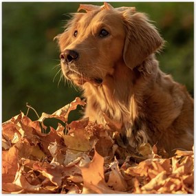 Poszterek 30x30 Őszi kutya portré fotó