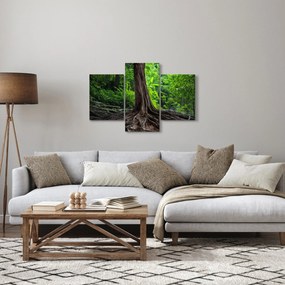 Kép - Öreg fa gyökere (90x60 cm)