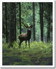 Poszterek keretben 40x50 Gyönyörű szarvas a fák között