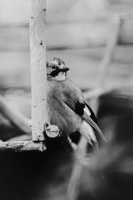 Művészeti fotózás Birdie Photo,Close-up of jay perching on feeder, Iolu  Marian Beniamin / 500px, (26.7 x 40 cm)