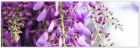Poszterek 200x66 Lila virágok Virágok