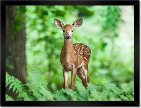 Poszterek keretben 40x30 Szarvas az erdőben Erdő