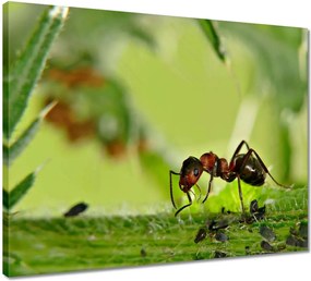 Vászonkép 50x40 Hangya Makró fotó