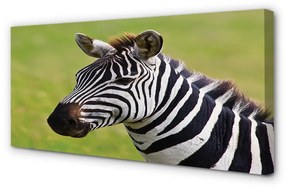 Canvas képek zebra 125x50 cm