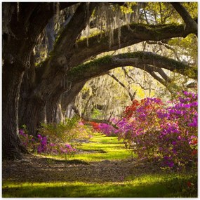 Poszterek 100x100 Virágok a parkban