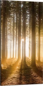 Vászonkép Nap az erdőben Fény fák 60x120 cm