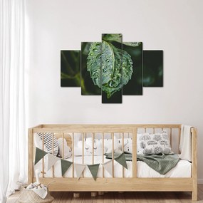 Kép - cseppek a levelen (150x105 cm)