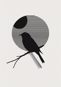 Poszter 70x100cm Kontraszt Karcsúság