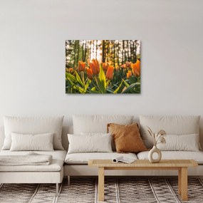 Narancssárga tulipán képe (70x50 cm)