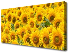 Canvas kép Napraforgó növény természet 100x50 cm