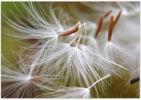 Poszterek 100x70 Pitypang Virág Virágok