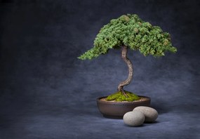 Fotótapéta - Bonsai (147x102 cm)