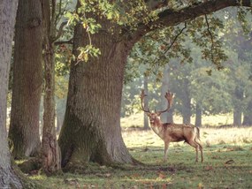 Poszter 40x30cm Szarvas az erdőben 3, Assaf Frank