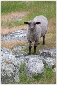 Poszterek 80x120 Juh legeltetés Bárányok Juhok