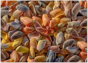 Poszterek 70x50 Színes kagylók nyomtatáshoz