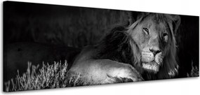 Vászonkép Sötét színek Oroszlán nyugalom 120x40 cm Ideális ajándék
