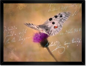 Poszterek keretben 40x30 Szeretem a pillangókat