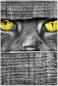 Poszterek 80x120 Macskaszem Szem