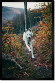 Poszterek keretben 40x60 Kutya Kutyák