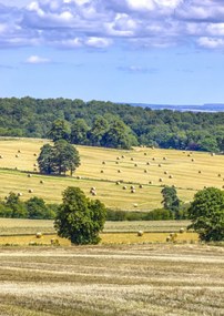 Poszter 42x59,4cm Szénaláb a mezőkön, Assaf Frank