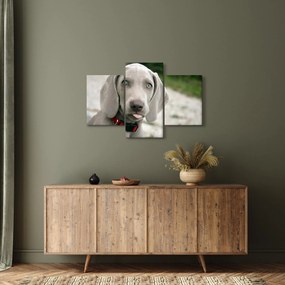 Kép - weimaraner kölyökkutya (90x60 cm)