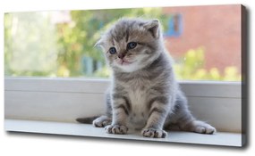 Vászonkép Kis macska az ablakban oc-114401117