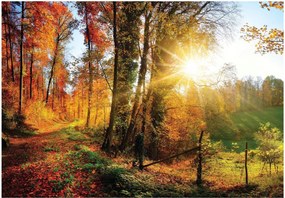 Fotótapéta fák erdő ég fotótapéta 208 x 146