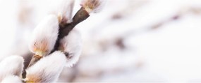 Kép - Macska (120x50 cm)