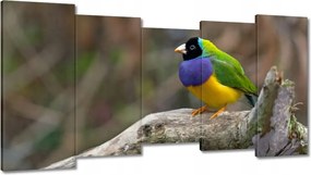 Vászonkép 150x80 Papagájok Madarak