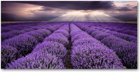 Fotó kép edzett üveg Levendula mező 140x70