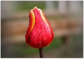 Poszterek 100x70 Piros-sárga tulipán