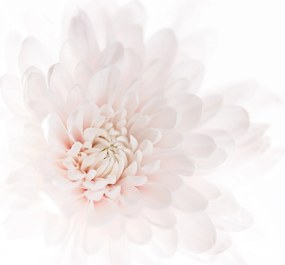 Fotótapéta Peonie Bazsarózsa Virágok P07 588x260