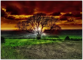 Fotótapéta flizelina 254x184 Varázslatos fa