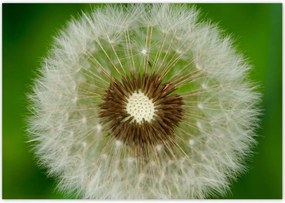 Poszterek 100x70 Pitypang Virág Virágok